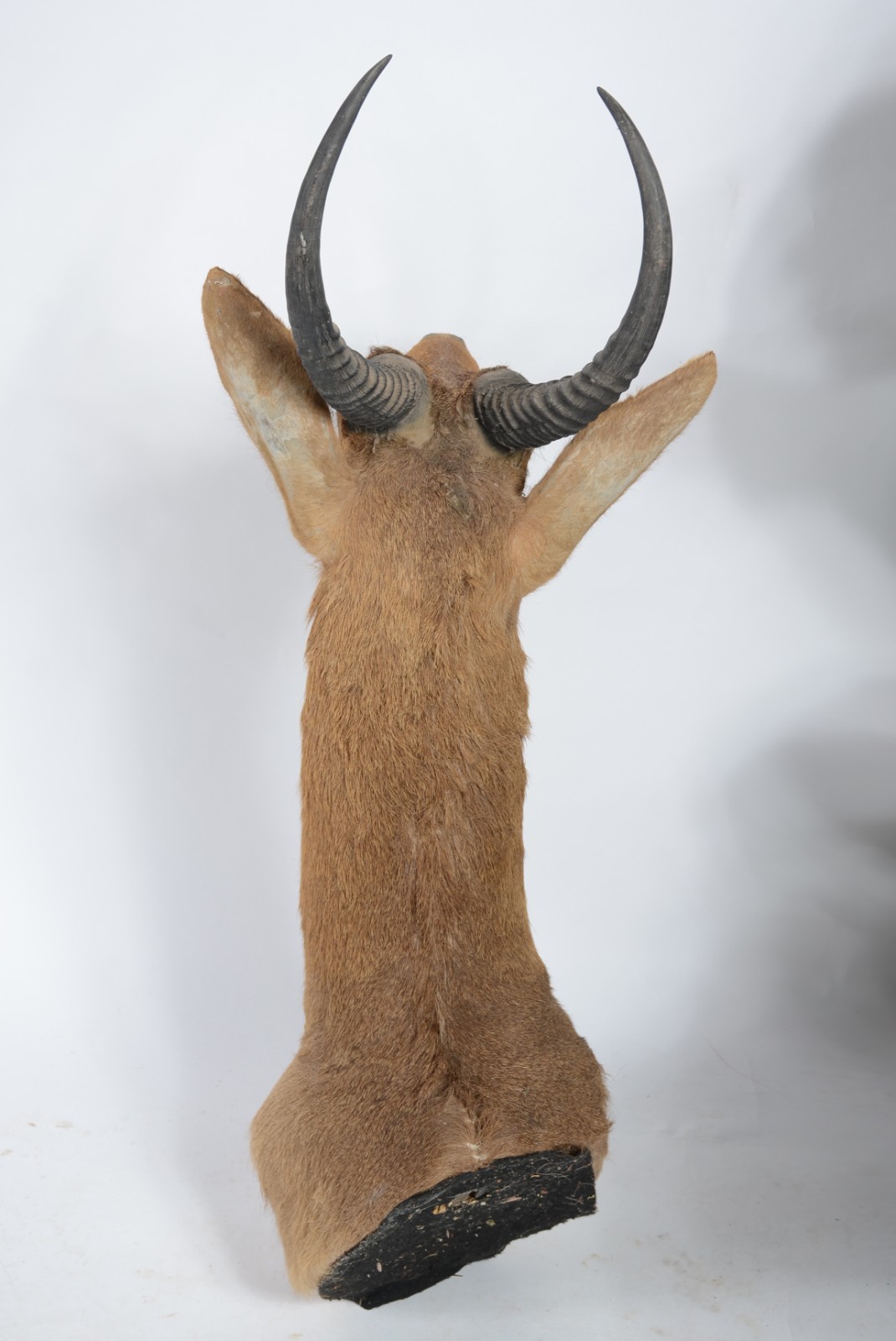 Cabeça de Reedbuck (Antílope Africano). Taxidermia. - foto 5 de 6