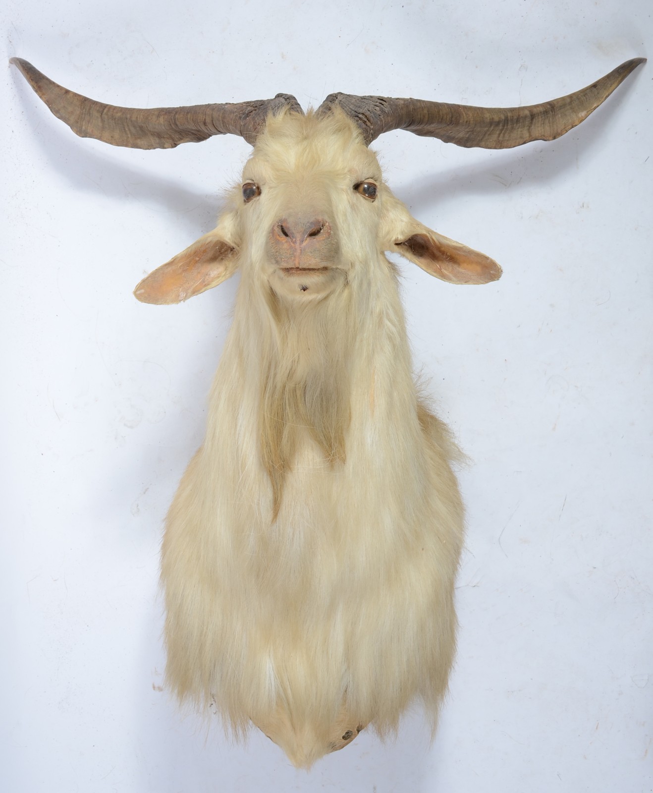 Cabeça de cabra Argentina. Taxidermia. - foto 1 de 4