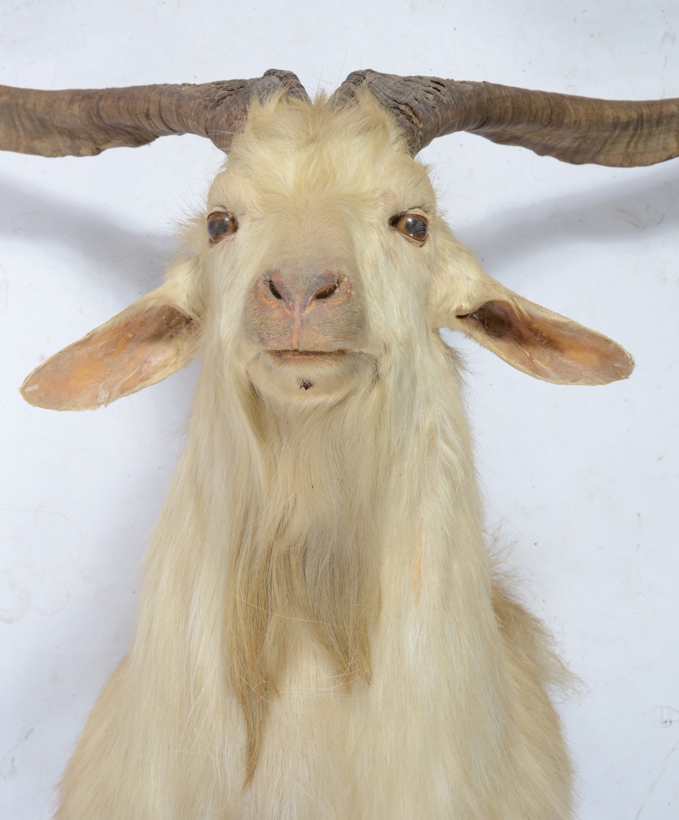 Cabeça de cabra Argentina. Taxidermia. - foto 2 de 4