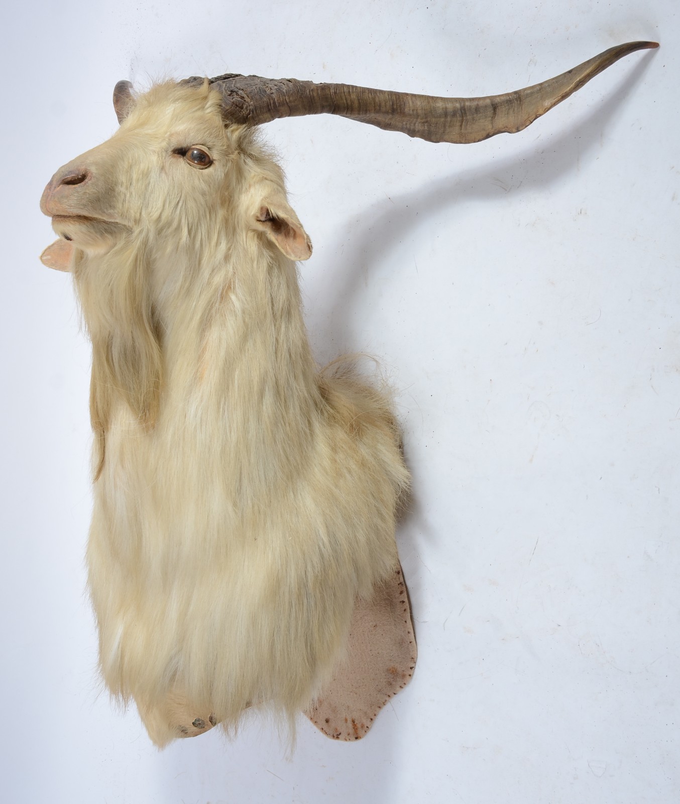Cabeça de cabra Argentina. Taxidermia. - foto 3 de 4
