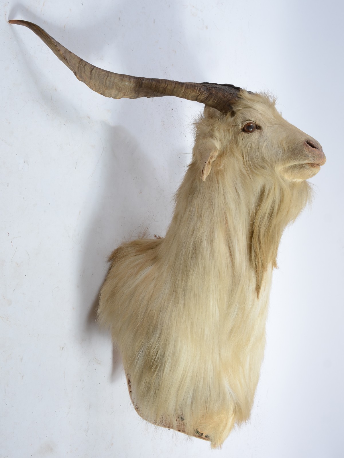 Cabeça de cabra Argentina. Taxidermia. - foto 4 de 4