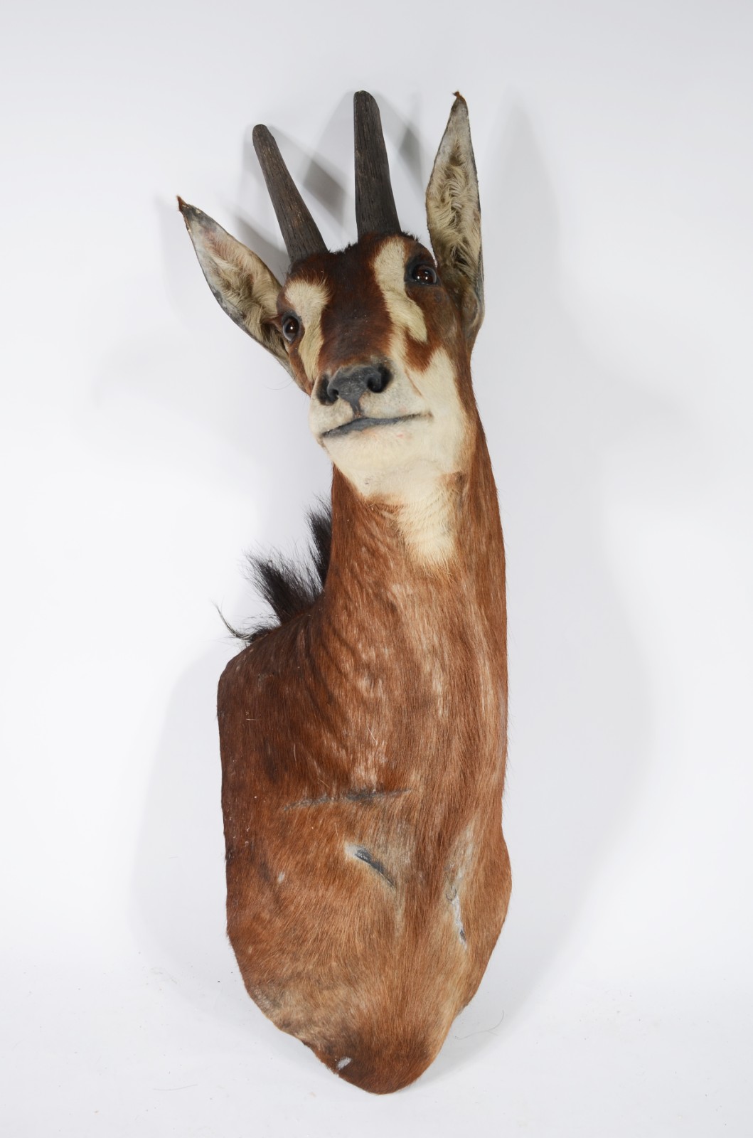 Cabeça de Seable (Antílope Africano). Taxidermia. - foto 2 de 9