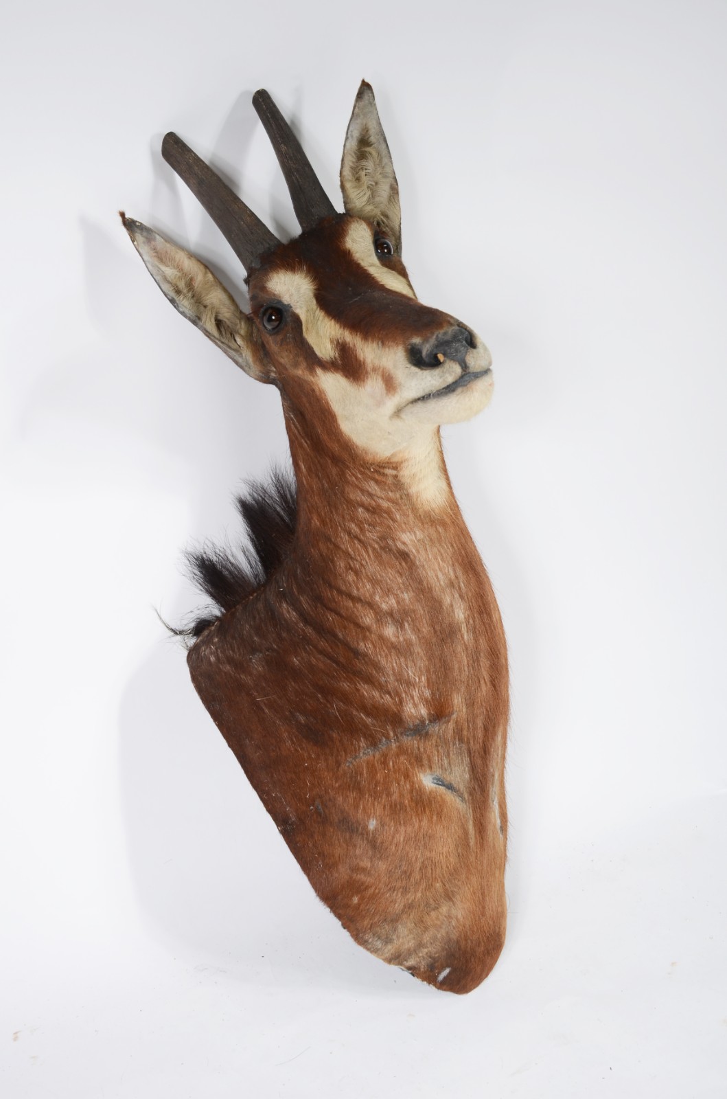 Cabeça de Seable (Antílope Africano). Taxidermia. - foto 3 de 9