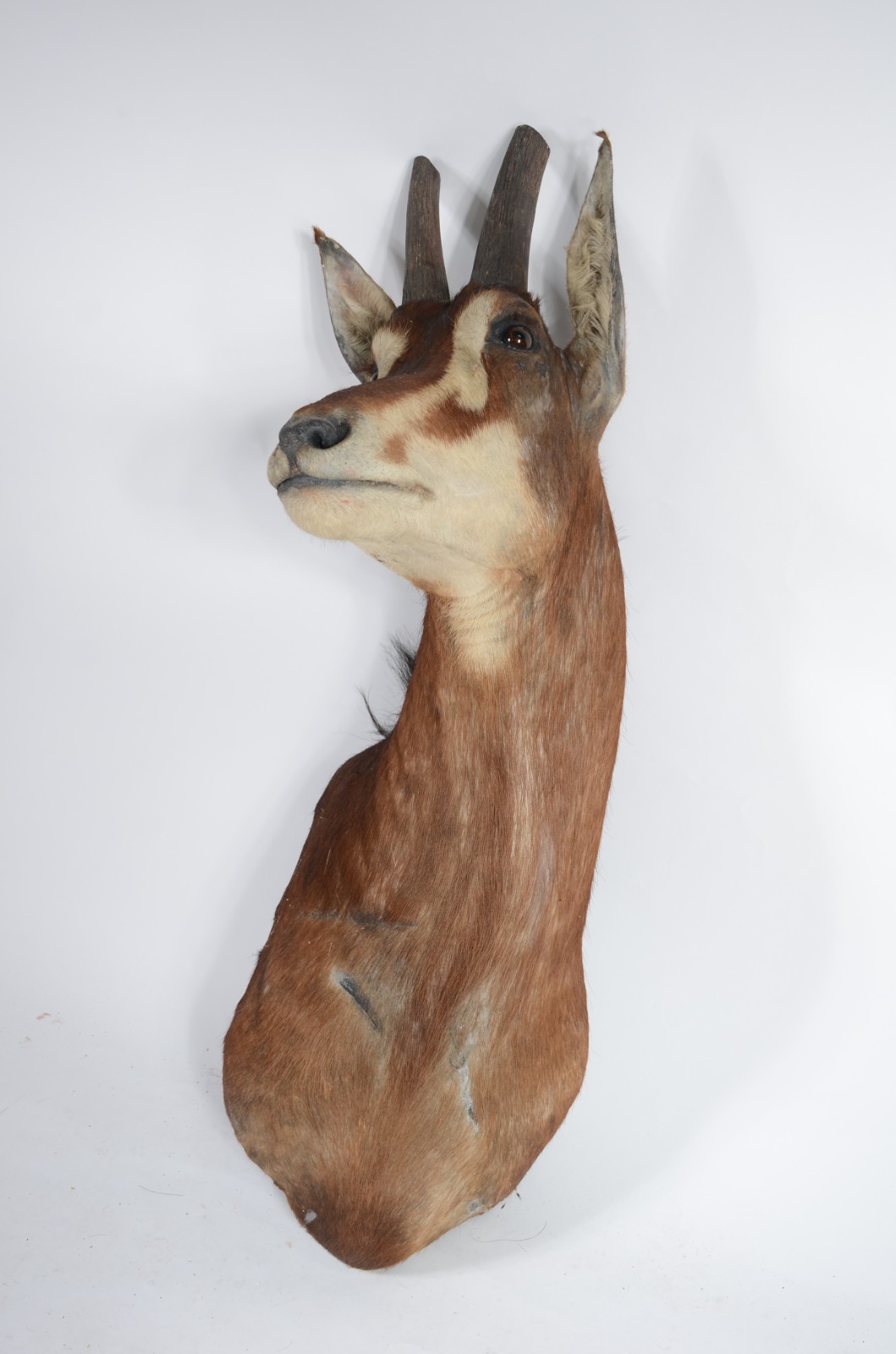 Cabeça de Seable (Antílope Africano). Taxidermia. - foto 4 de 9