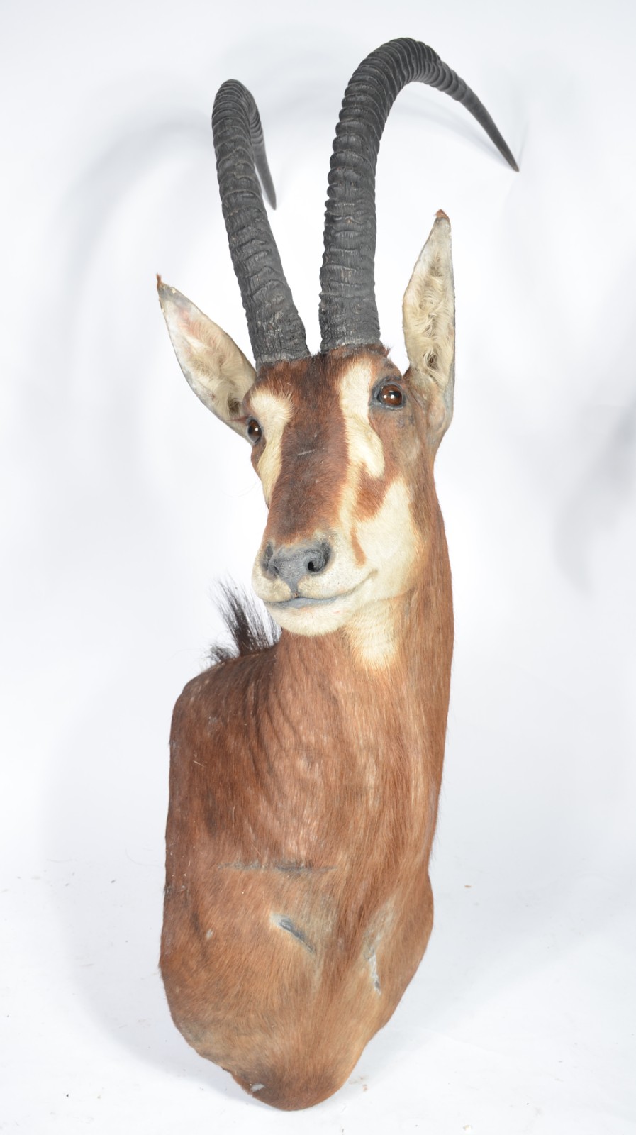 Cabeça de Seable (Antílope Africano). Taxidermia. - foto 1 de 9