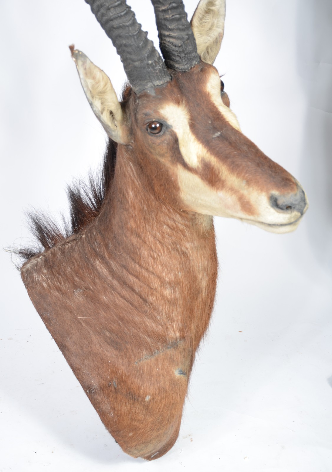 Cabeça de Seable (Antílope Africano). Taxidermia. - foto 6 de 9