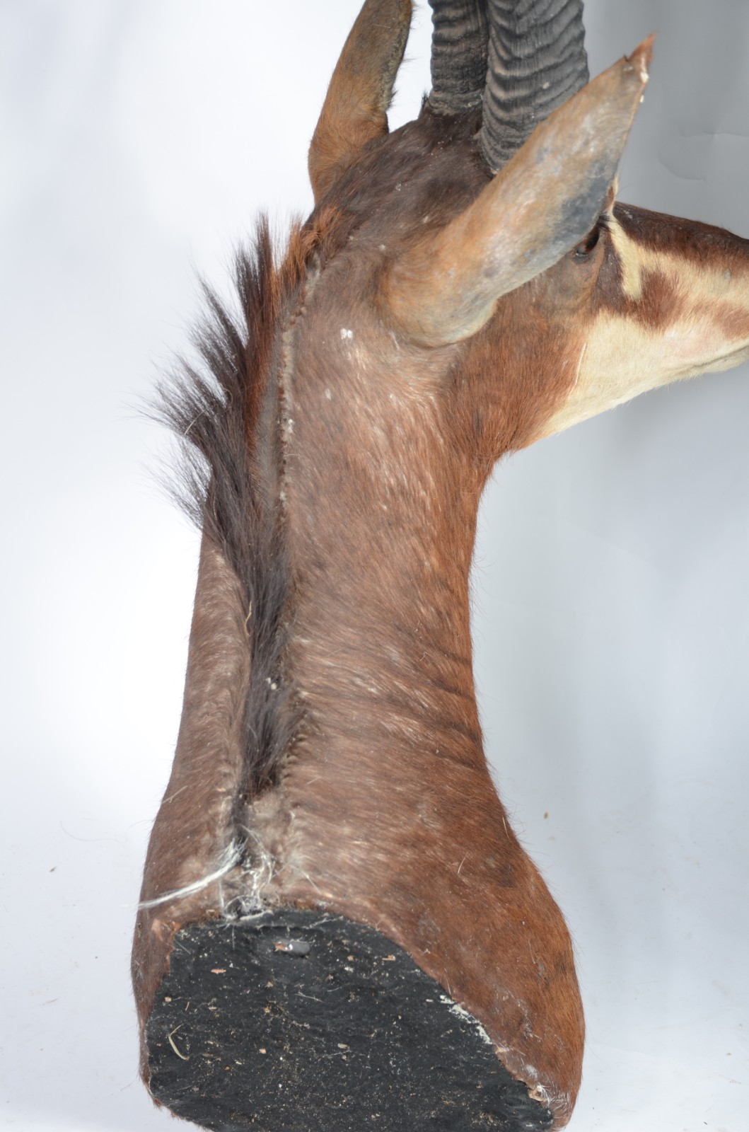 Cabeça de Seable (Antílope Africano). Taxidermia. - foto 8 de 9