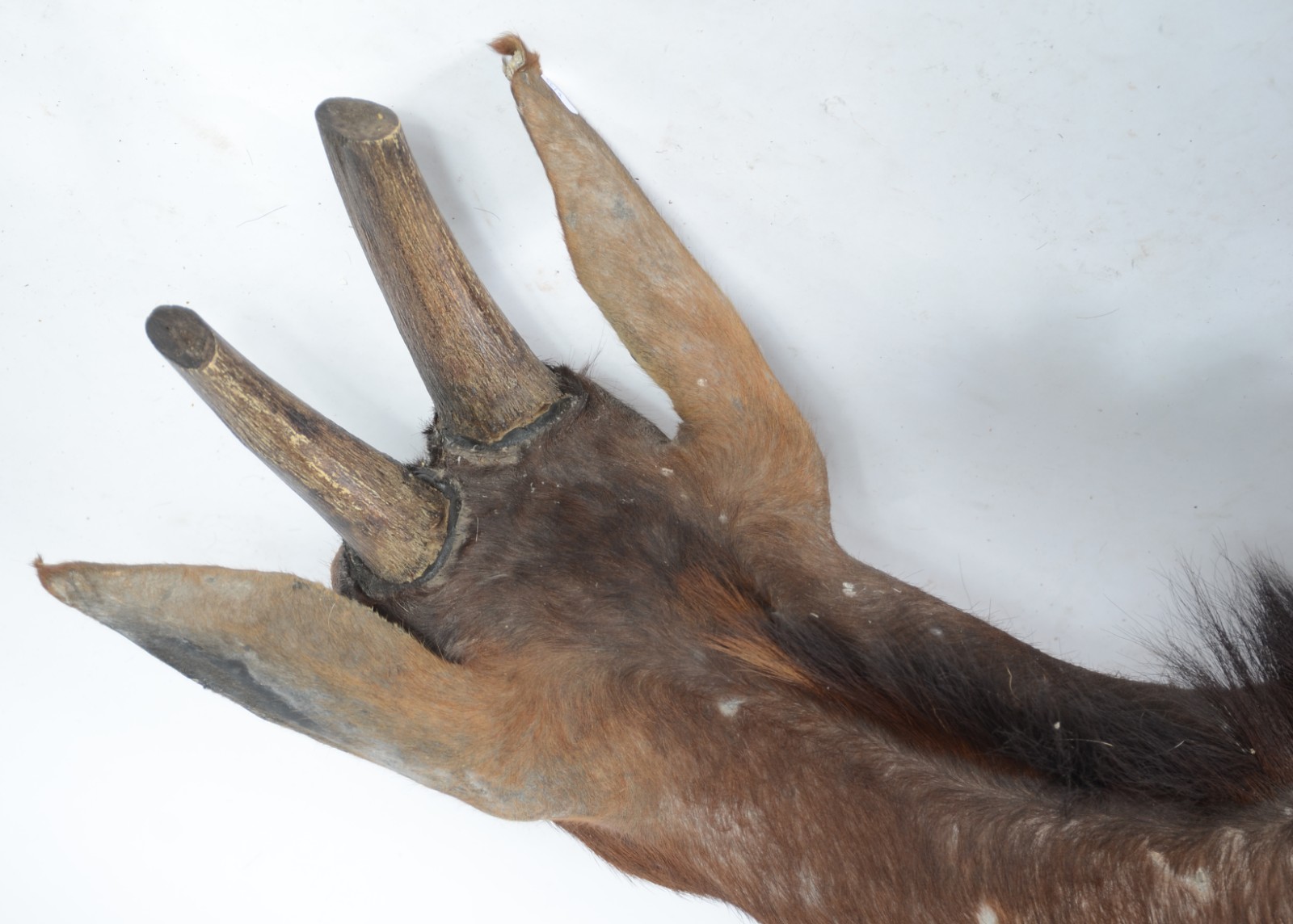 Cabeça de Seable (Antílope Africano). Taxidermia. - foto 9 de 9