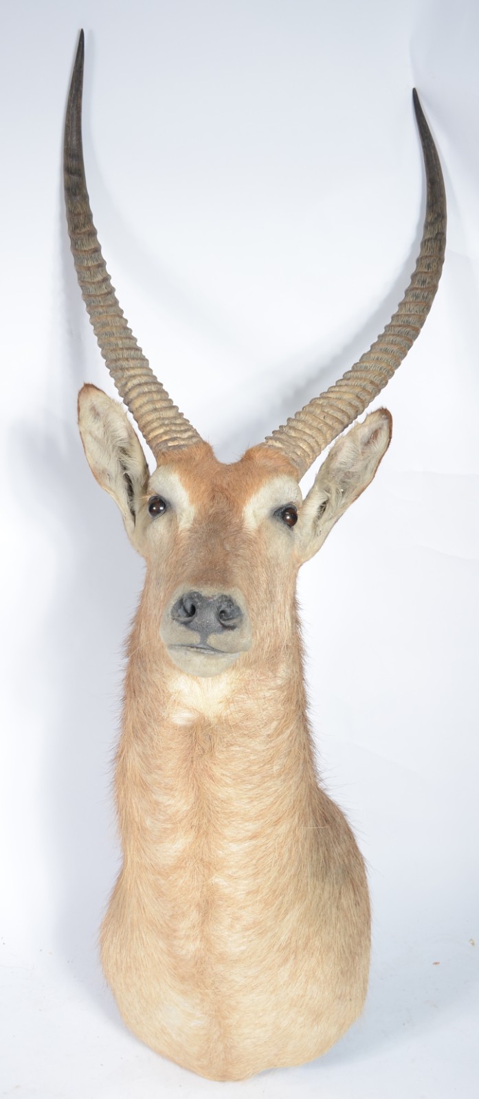 Cabeça de Waterbuck (Antílope Africano). Taxidermia. - foto 1 de 6