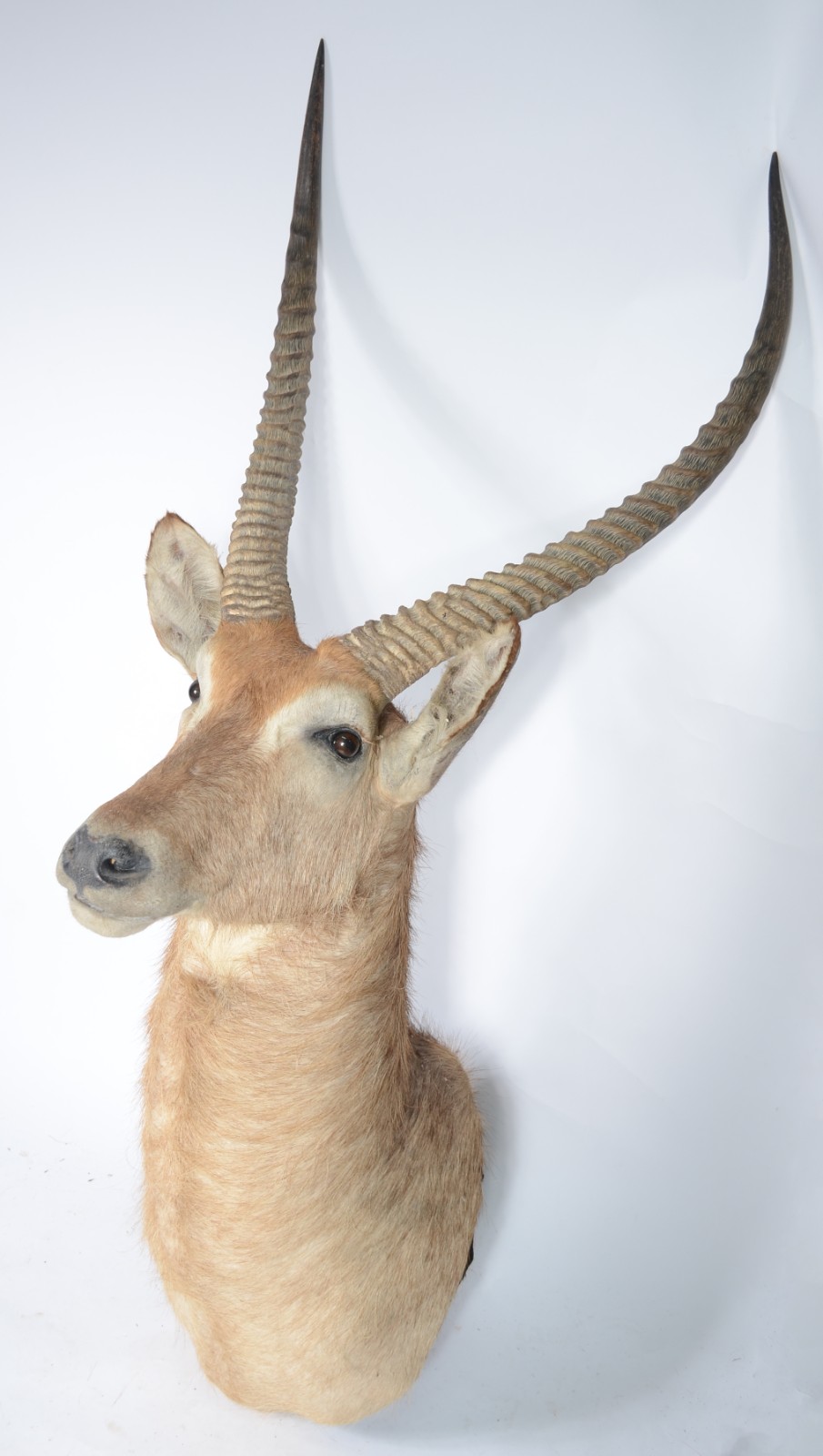 Cabeça de Waterbuck (Antílope Africano). Taxidermia. - foto 2 de 6