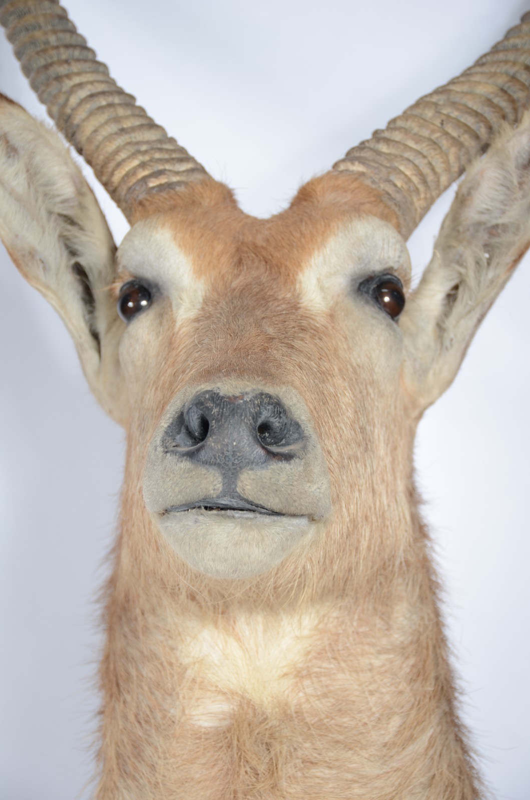 Cabeça de Waterbuck (Antílope Africano). Taxidermia. - foto 3 de 6