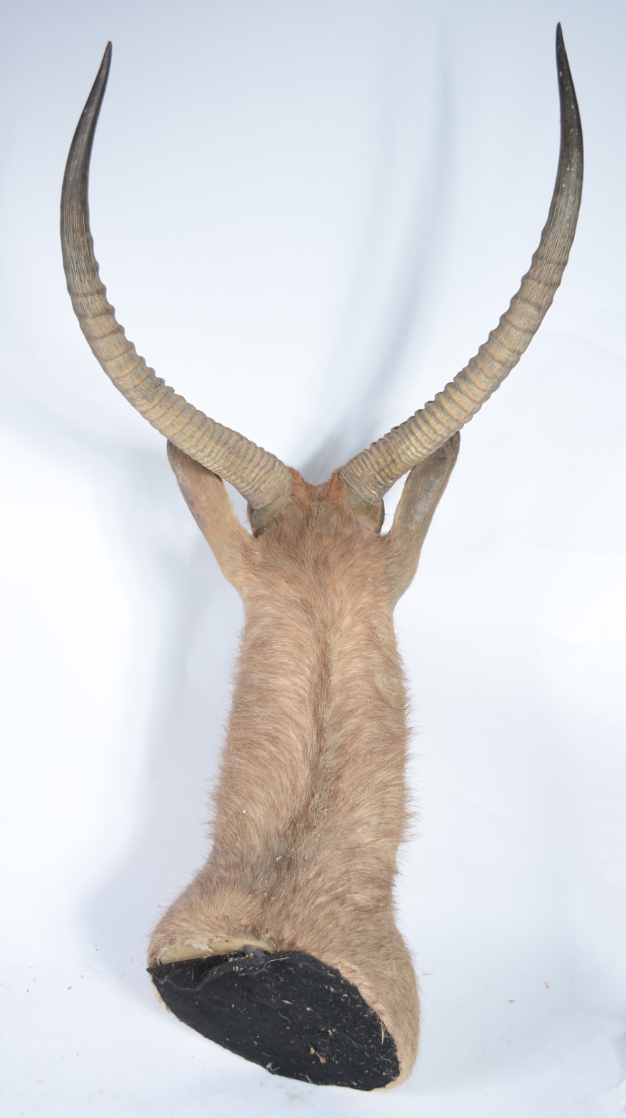 Cabeça de Waterbuck (Antílope Africano). Taxidermia. - foto 4 de 6
