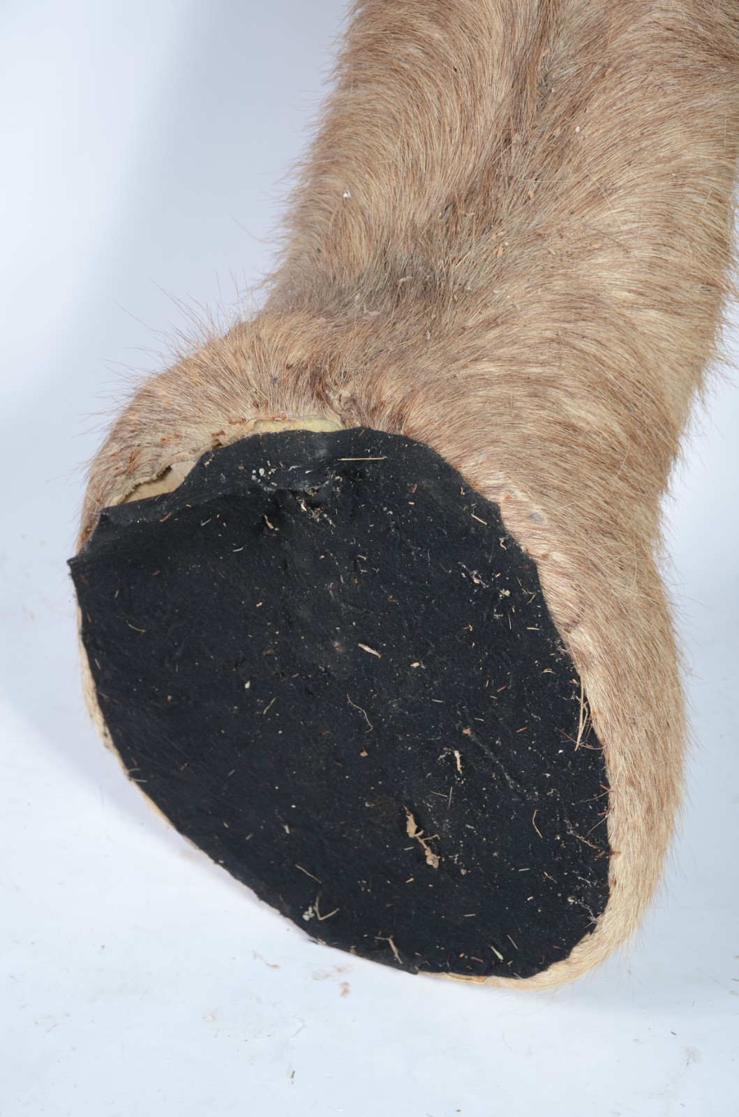 Cabeça de Waterbuck (Antílope Africano). Taxidermia. - foto 6 de 6