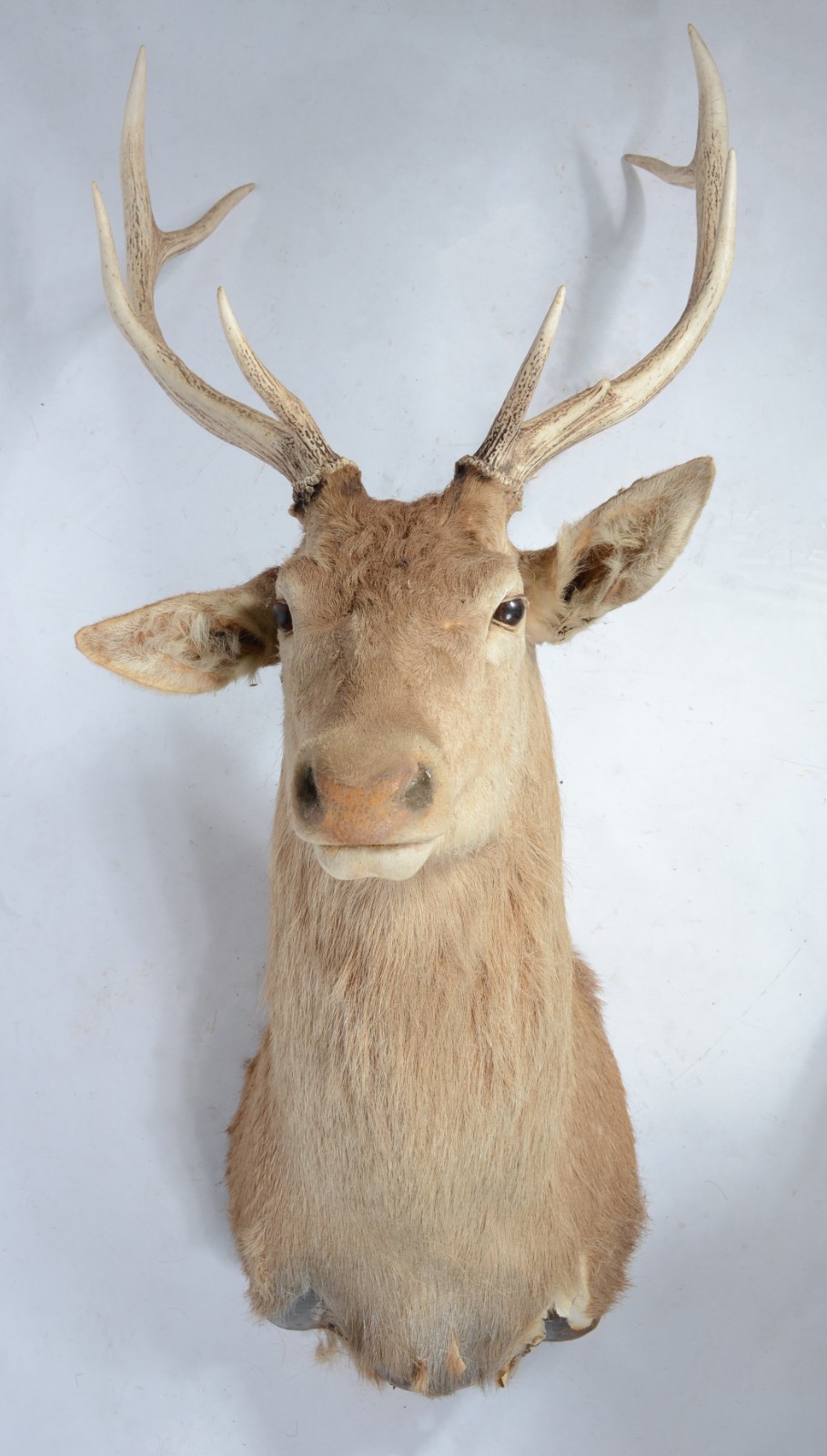 Cabeça de Cervo Colorado. Taxidermia. Uma das orelhas precisando ser... - foto 1 de 9