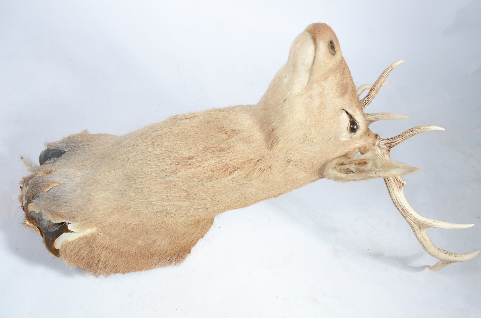 Cabeça de Cervo Colorado. Taxidermia. Uma das orelhas precisando ser... - foto 2 de 9