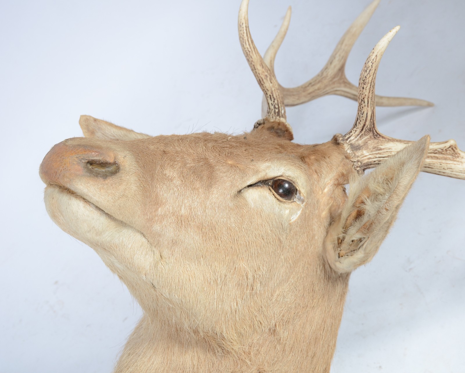 Cabeça de Cervo Colorado. Taxidermia. Uma das orelhas precisando ser... - foto 3 de 9