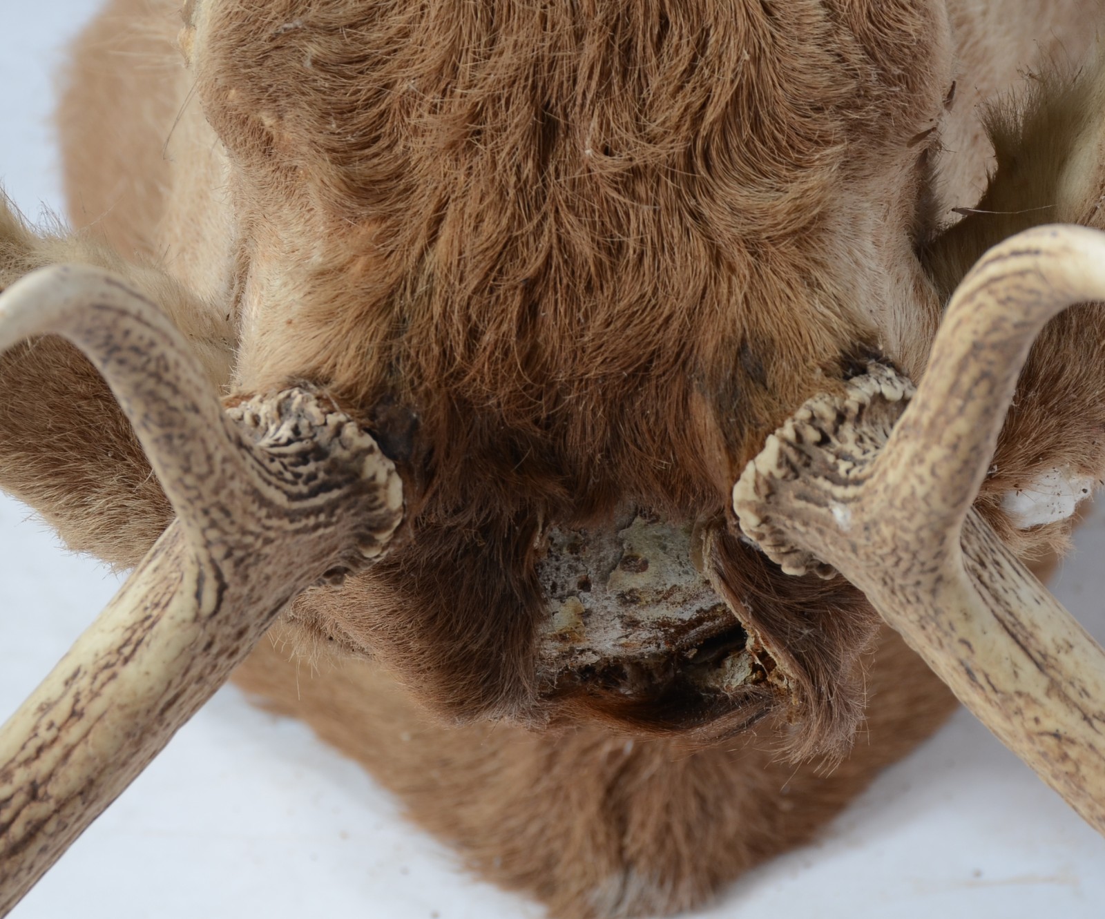 Cabeça de Cervo Colorado. Taxidermia. Uma das orelhas precisando ser... - foto 4 de 9