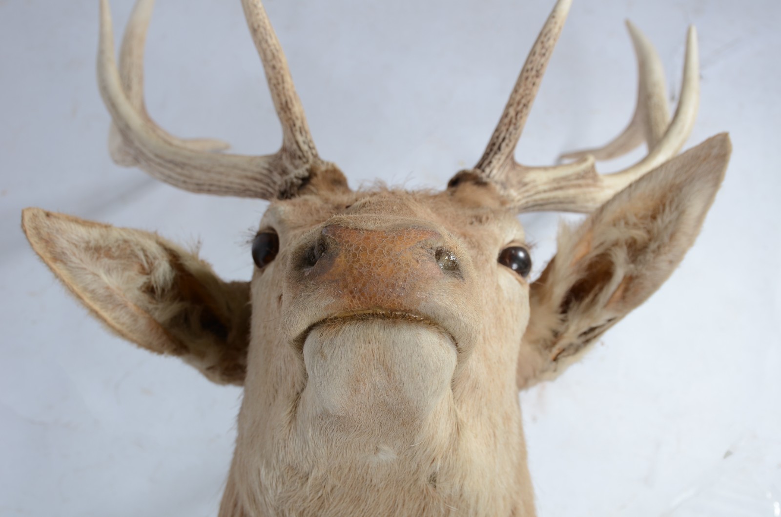 Cabeça de Cervo Colorado. Taxidermia. Uma das orelhas precisando ser... - foto 5 de 9