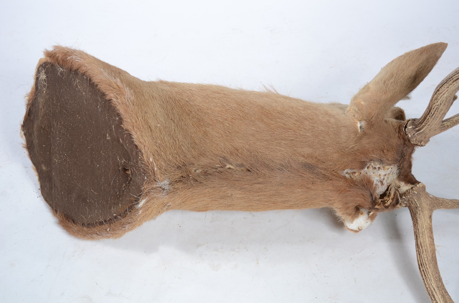 Cabeça de Cervo Colorado. Taxidermia. Uma das orelhas precisando ser... - foto 6 de 9