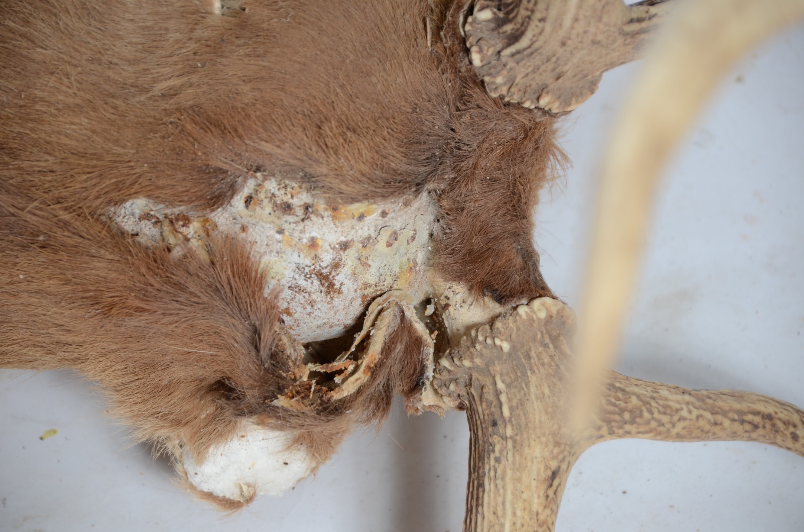 Cabeça de Cervo Colorado. Taxidermia. Uma das orelhas precisando ser... - foto 7 de 9