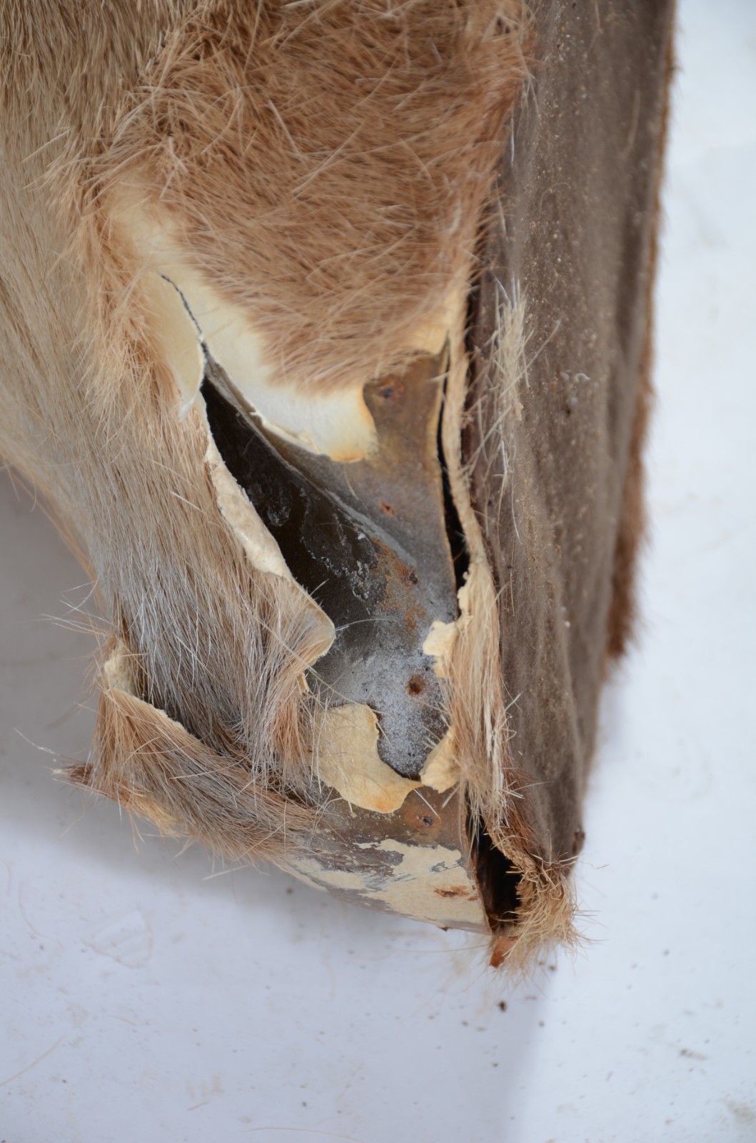 Cabeça de Cervo Colorado. Taxidermia. Uma das orelhas precisando ser... - foto 8 de 9