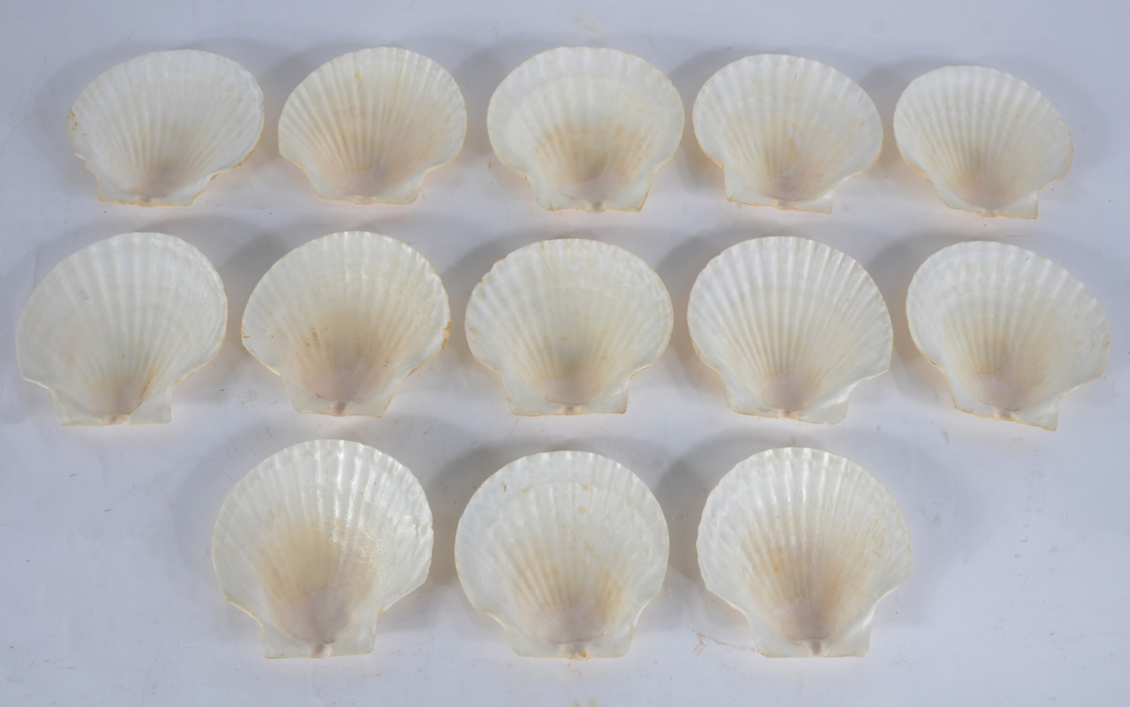 Conjunto com 13 conchas para coquille. - foto 1 de 9