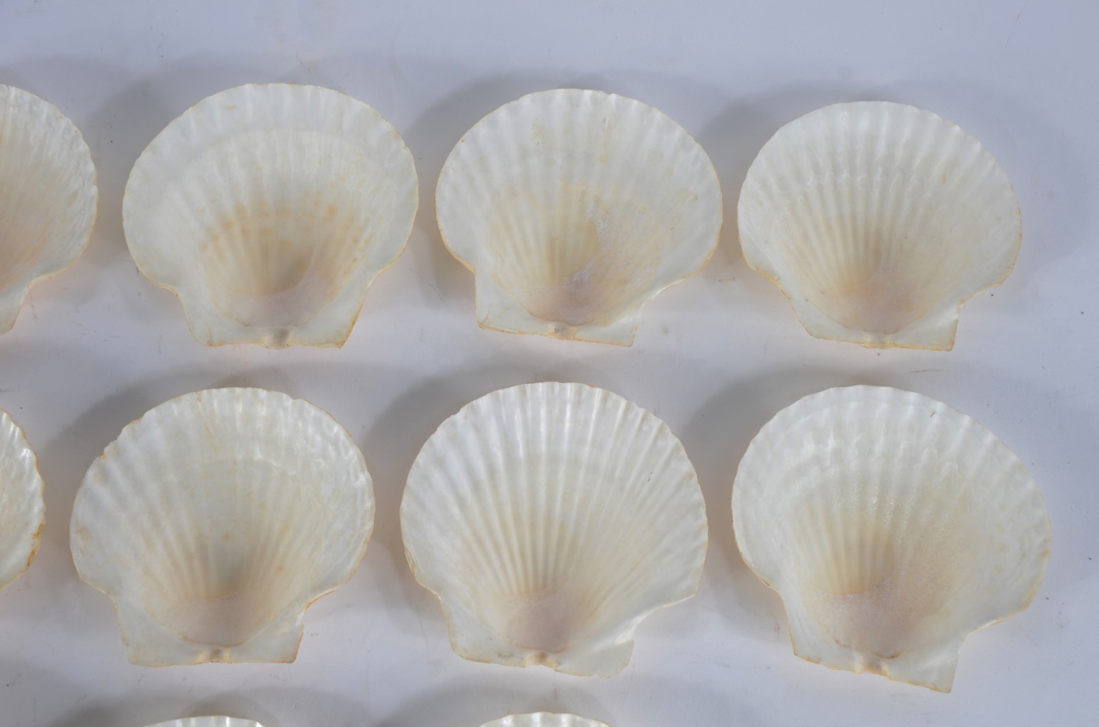 Conjunto com 13 conchas para coquille. - foto 3 de 9