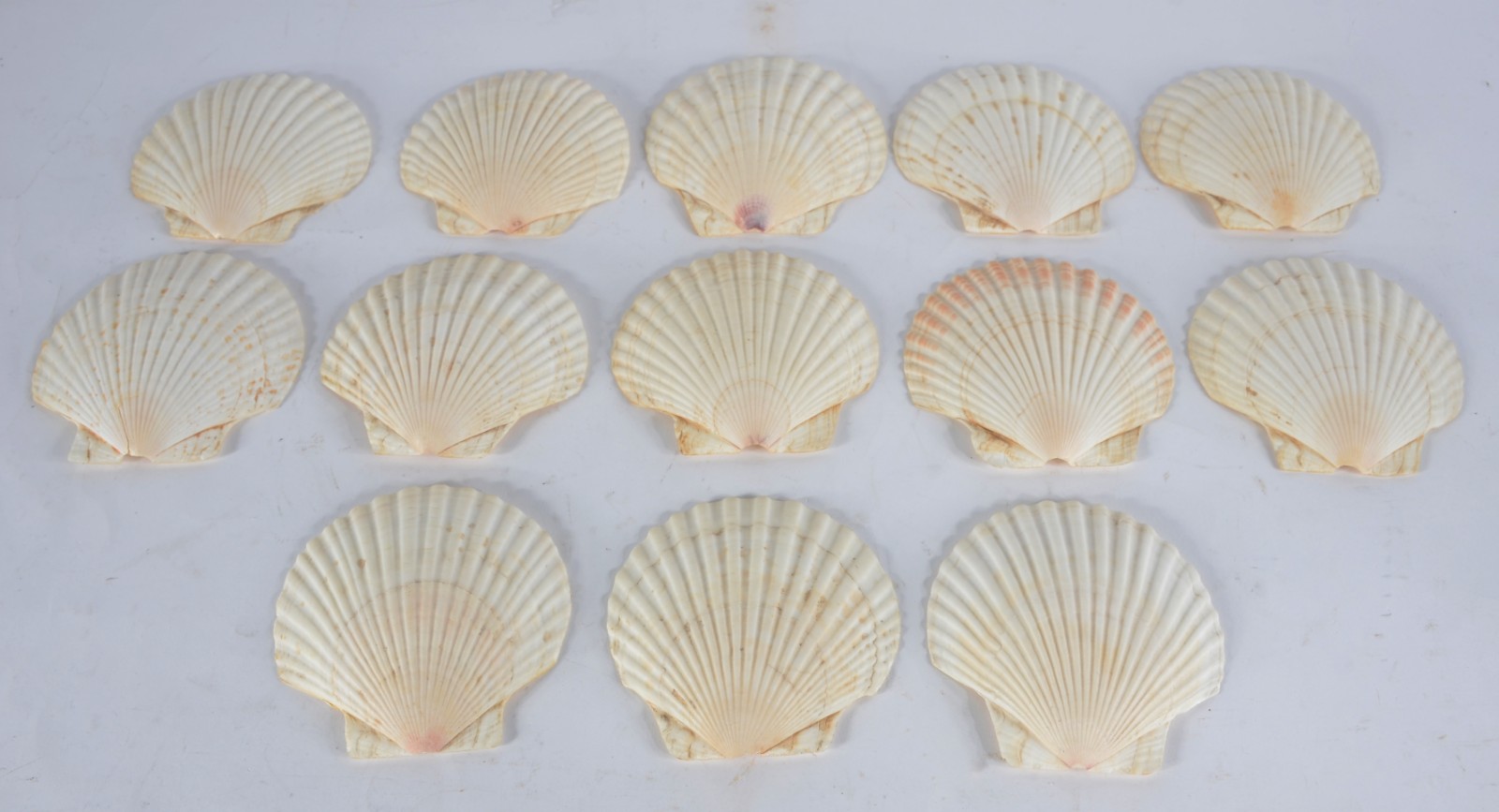 Conjunto com 13 conchas para coquille. - foto 4 de 9