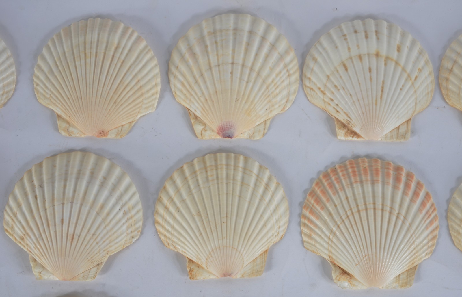 Conjunto com 13 conchas para coquille. - foto 5 de 9