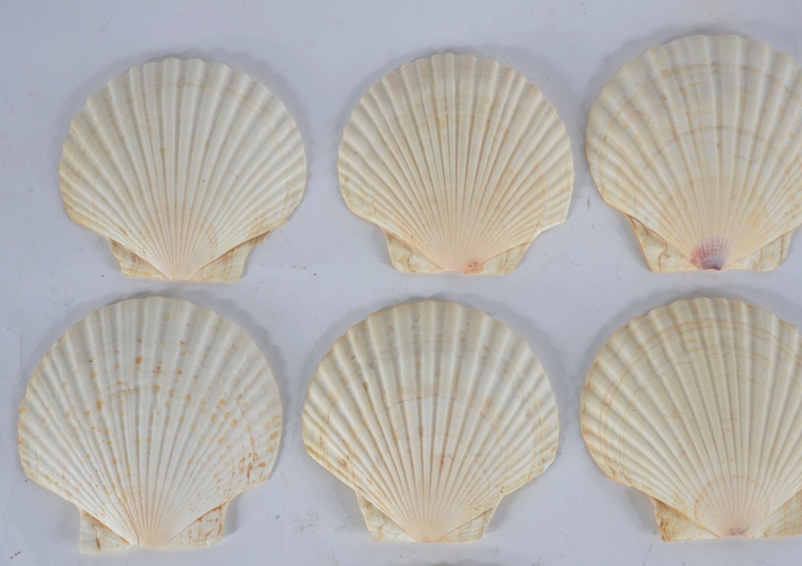 Conjunto com 13 conchas para coquille. - foto 6 de 9