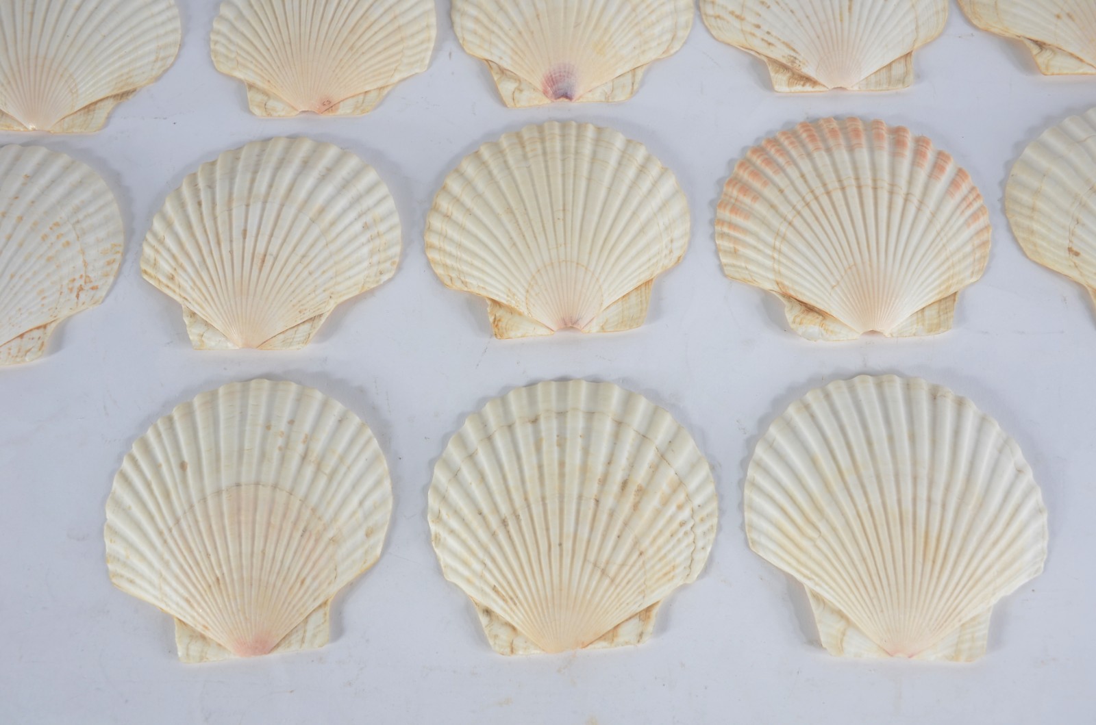 Conjunto com 13 conchas para coquille. - foto 7 de 9