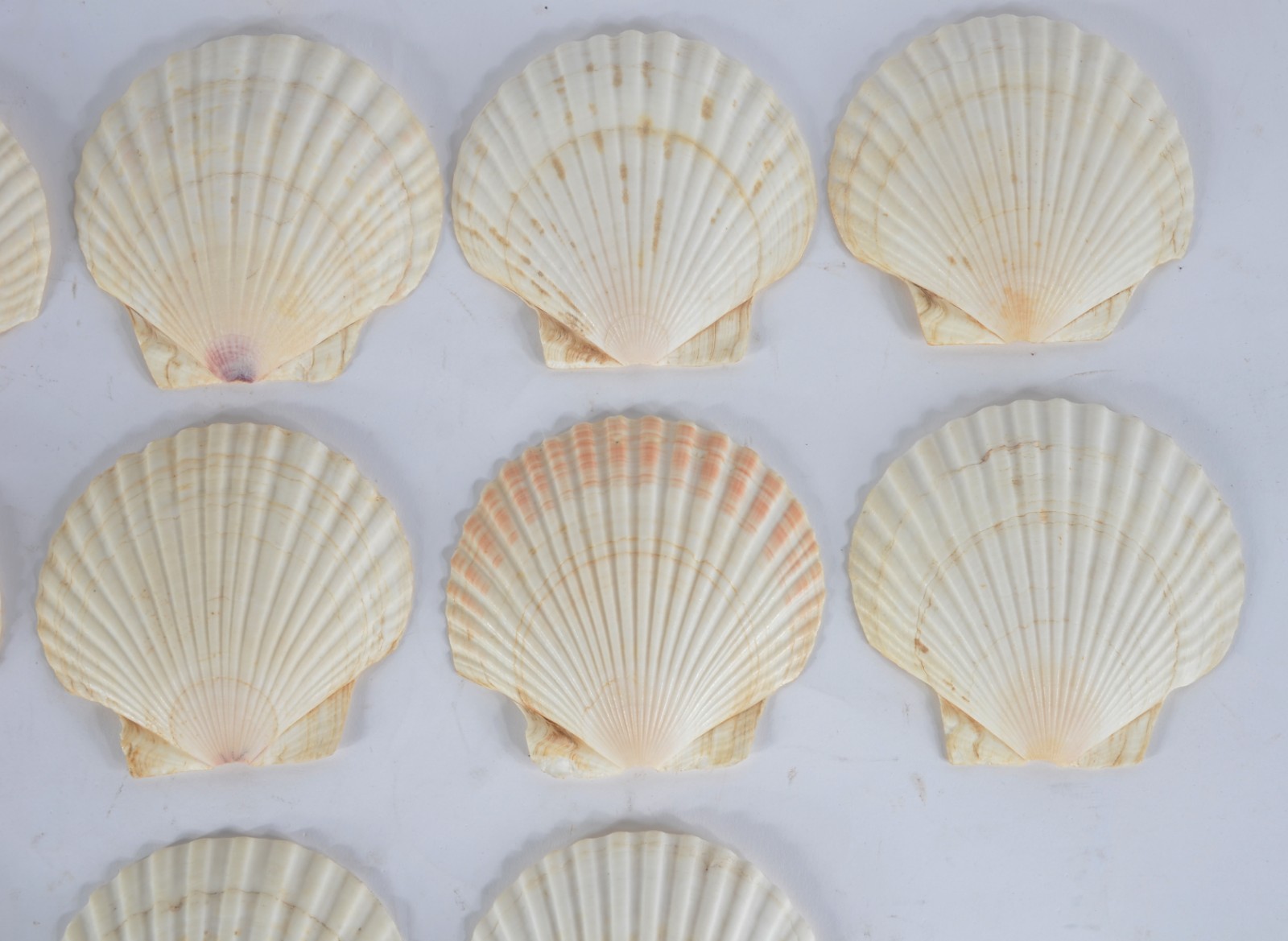 Conjunto com 13 conchas para coquille. - foto 9 de 9