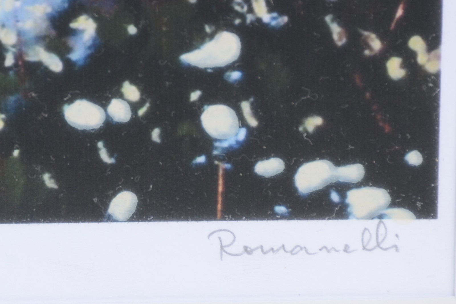 Armando Romanelli (1945), Colheita de algodão - foto 4 de 5