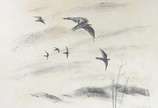 Tomaz Santa Rosa (1909-1956), Pássaros - Crayon.