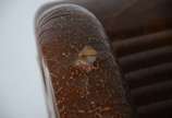 <br>Cadeira com braços de madeira nobre estofam... - <br>Cadeira com braços de madeira nobre estofamento de couro (couro no estado, precisando trocar).