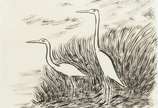 Oswaldo Goeldi (1895-1961), Garças - Desenho a bico de pena. Dedicatória ao amigo gravador Floriano Bicudo: " A Floriano Bicudo com o abraço de Goeldi". Procedência: Ex- coleção Olinio Co