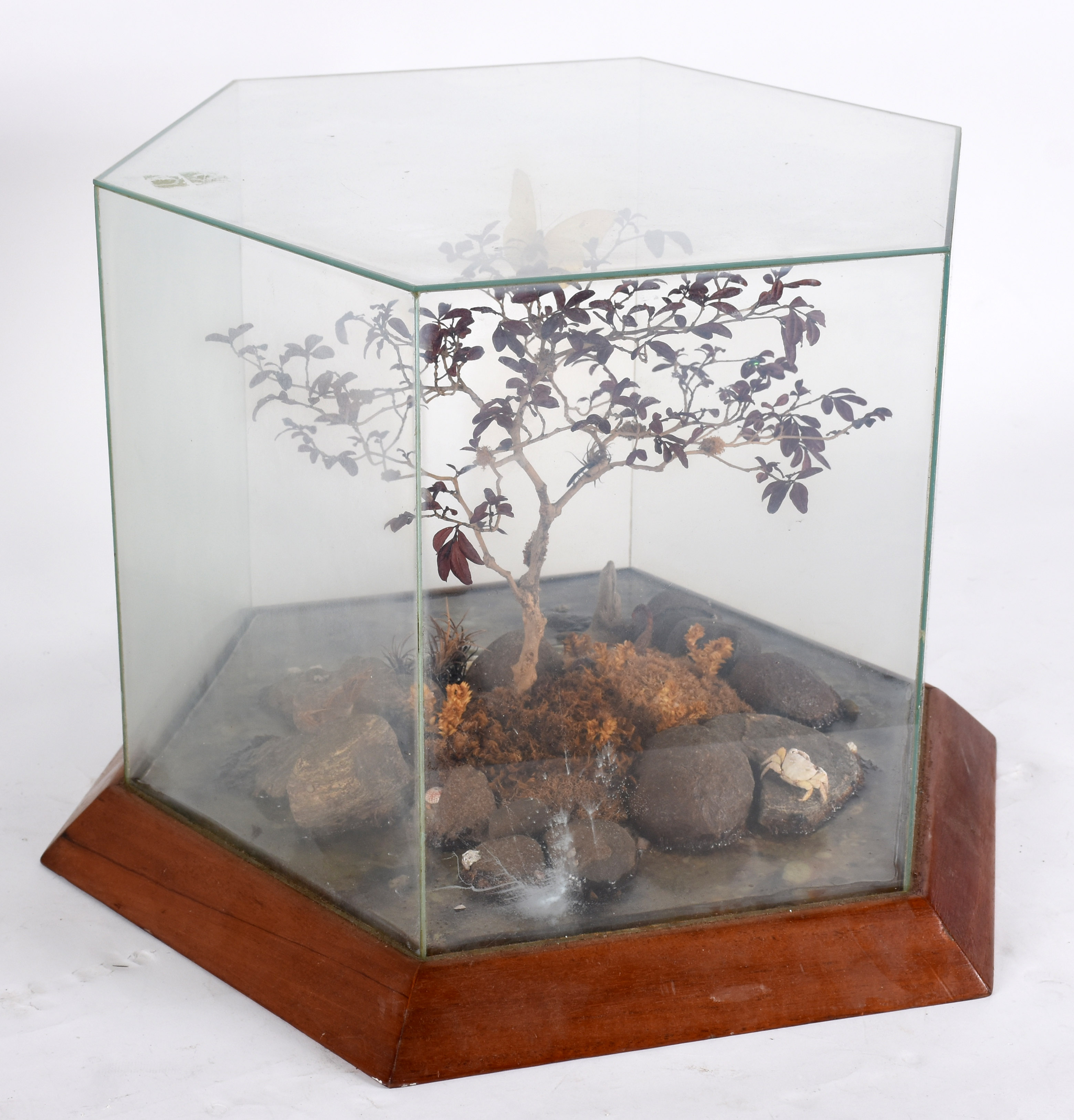 Terrário com vidro sextavado. - foto 4 de 7