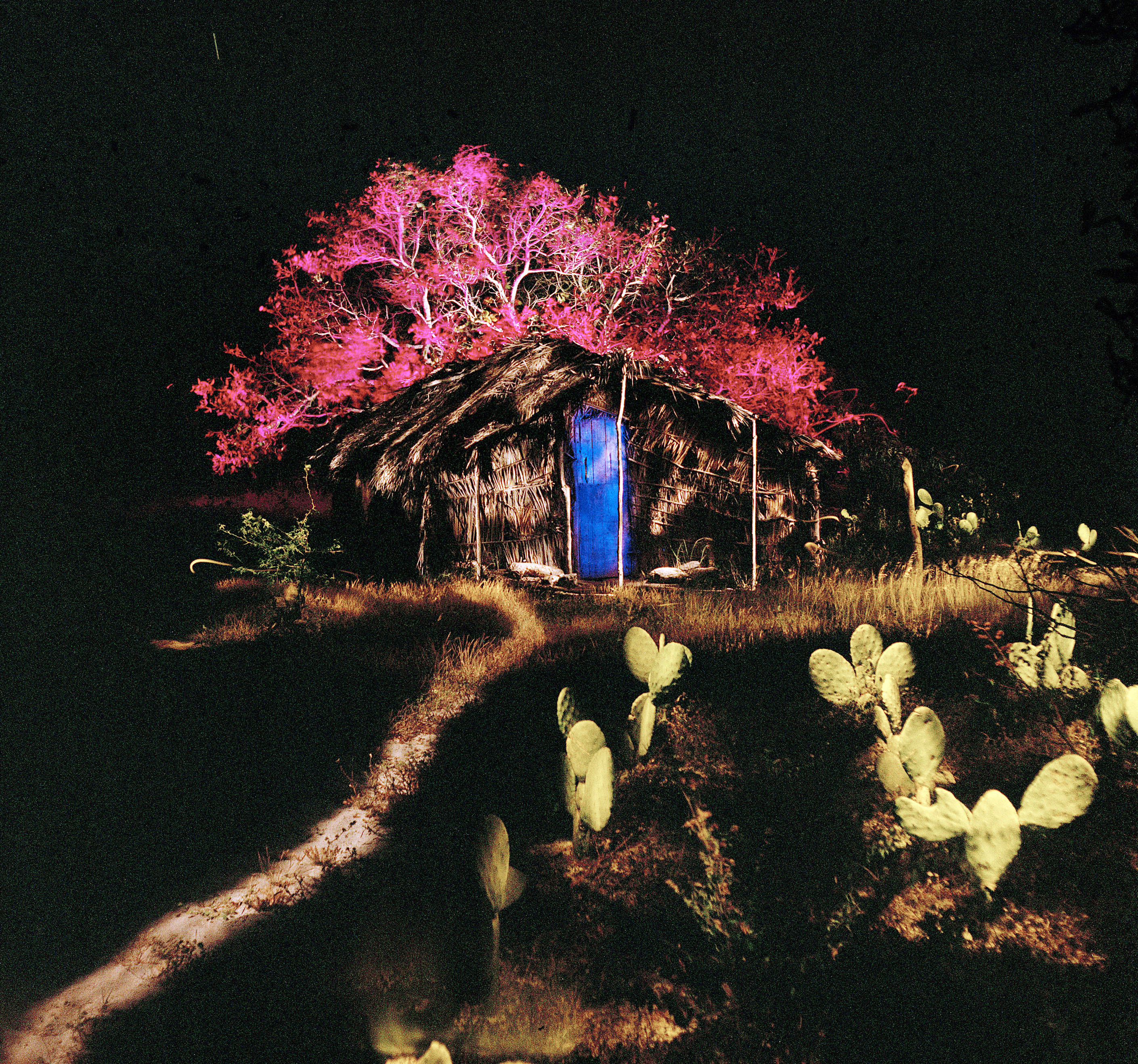 Renan Cepeda (1966), Árvore Rosa (aroeira), 2005, Vale do Catimbau, PE. - foto 1 de 2