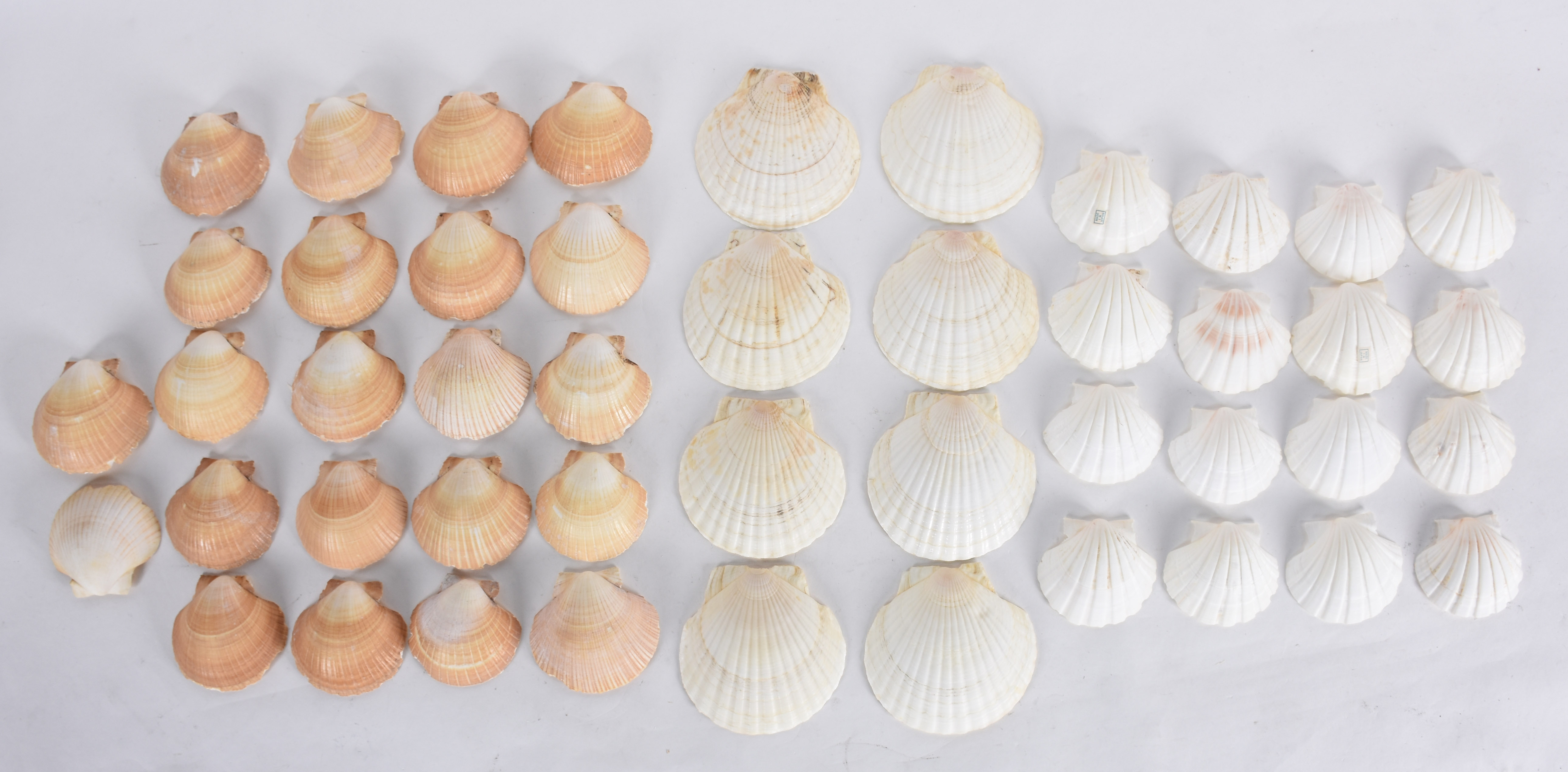 Lote com 46 conchas para casquinha de siri. - foto 1 de 4