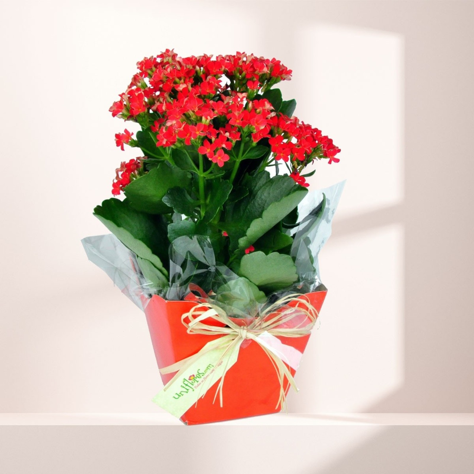 Tarsila do Amaral (1886-1973), t - foto 2 de 2