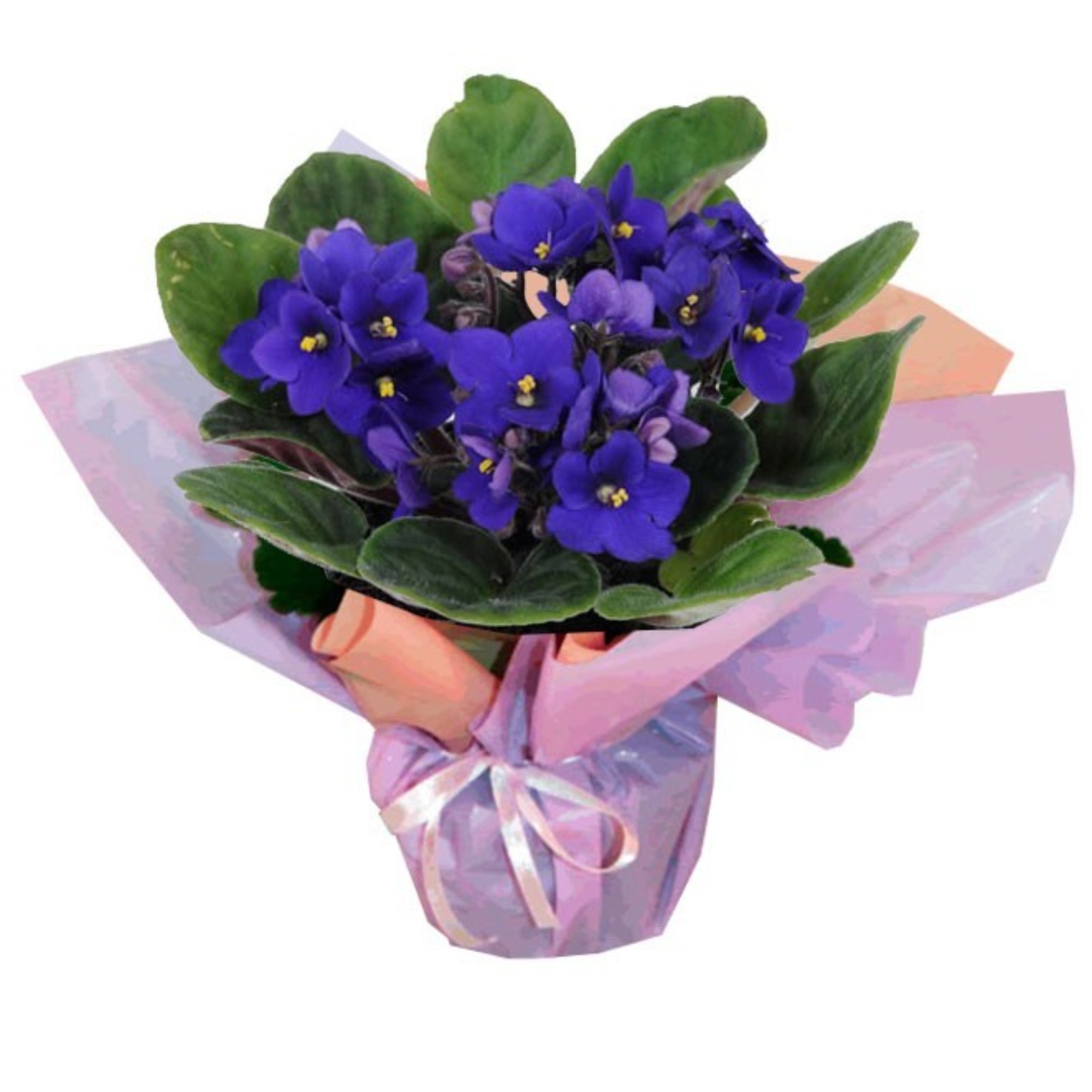 Adolphe Bernard (1812-1890), Lote 11 vasos - foto 1 de 2