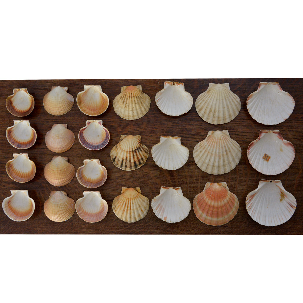 Lote composto por 24 conchas para casquinha de siri.