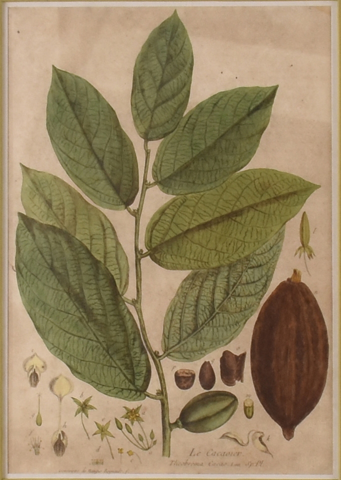 Le cacaotier - foto 2 de 2