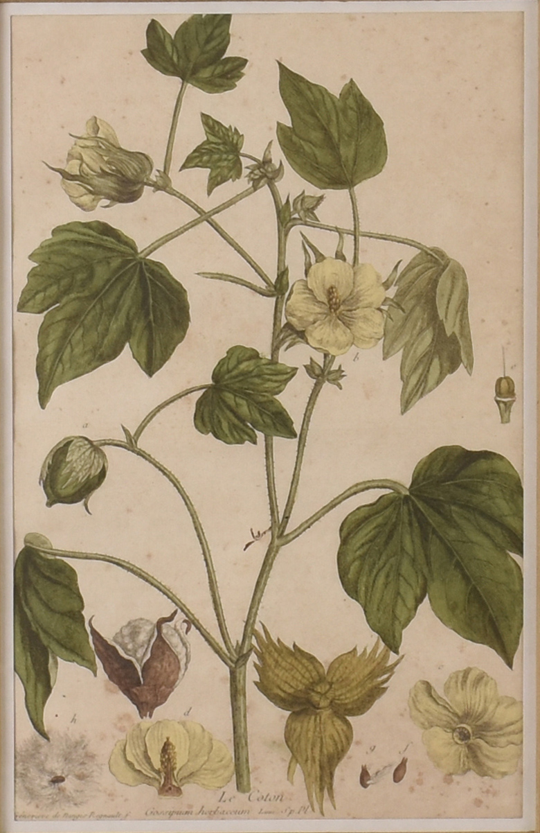 Le coton - foto 2 de 2