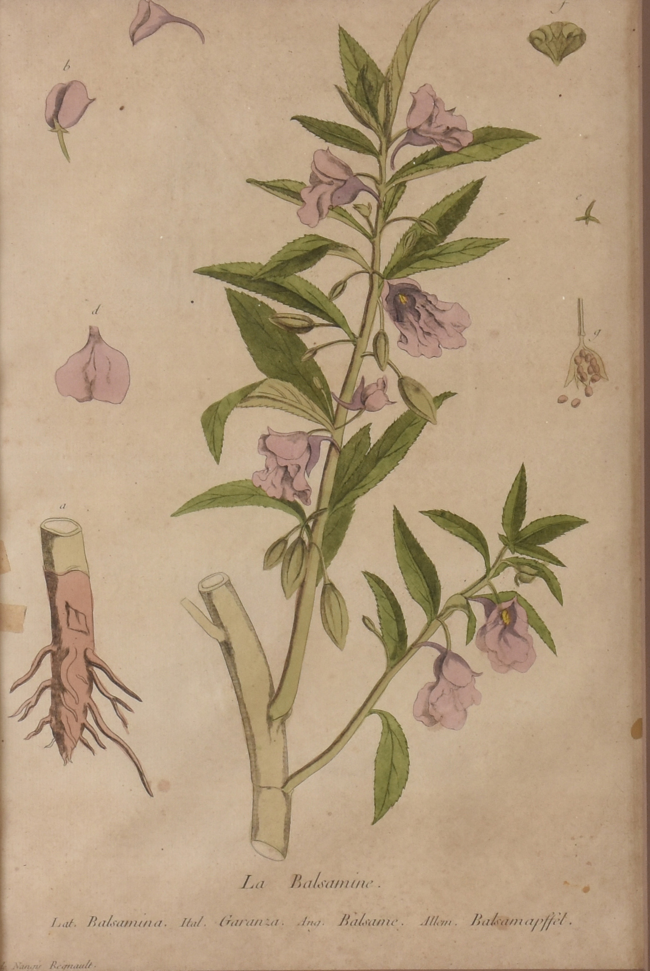 La balsamine - foto 2 de 3