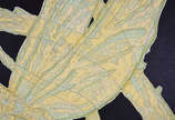 Paulo Climachauska (1962), Rota da Seda - 2008
Óleo s/ tela
96 x 140 cm
Ass. verso