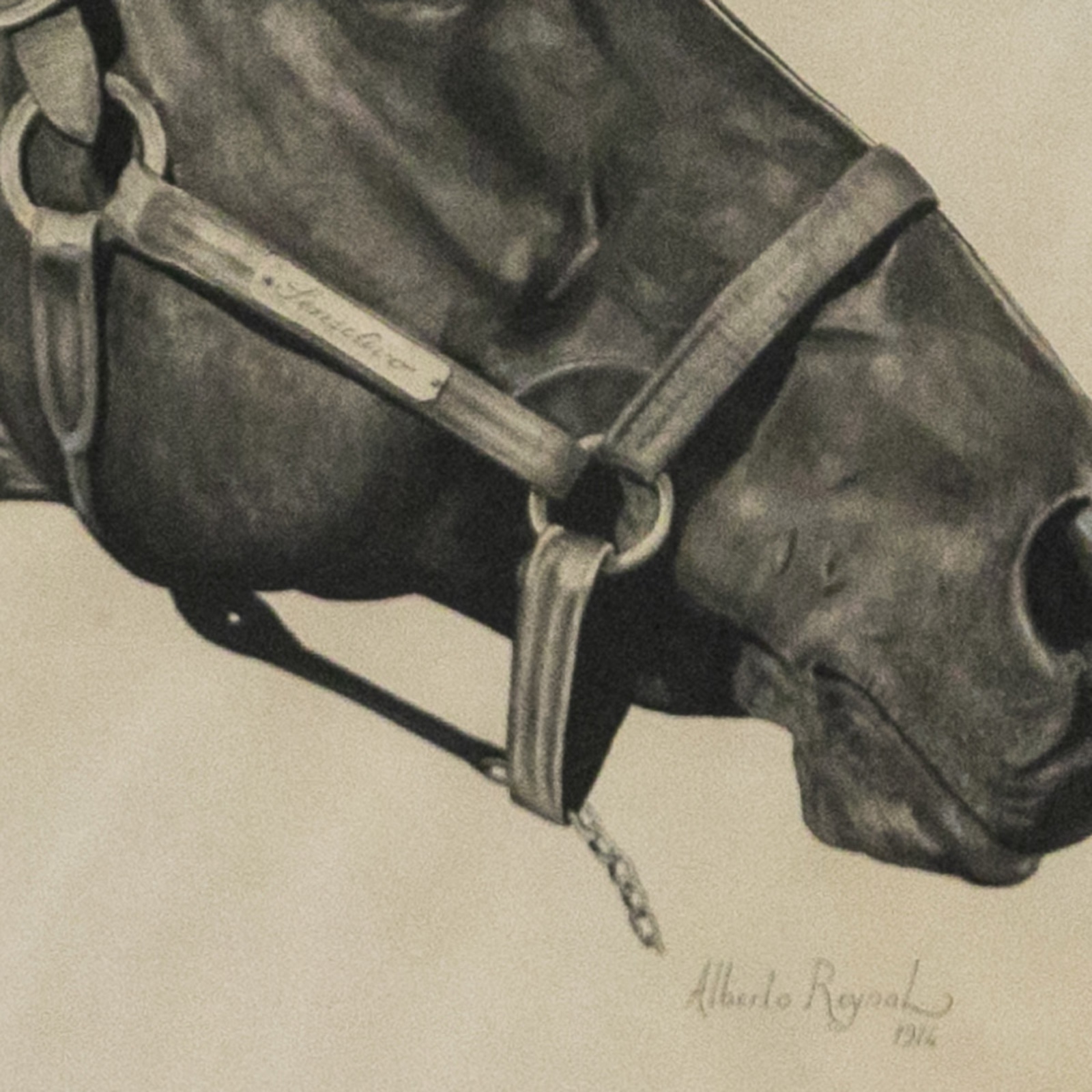 Cavalo - foto 3 de 3