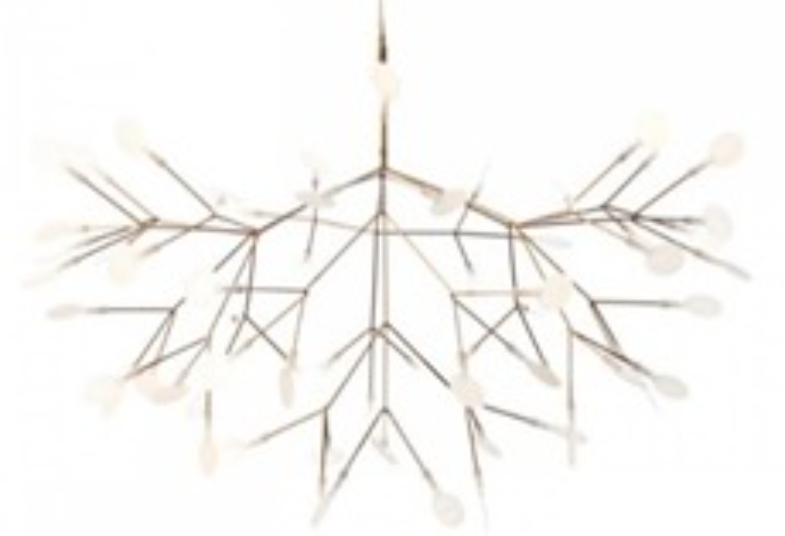 Heracleum copper - foto 2 de 3