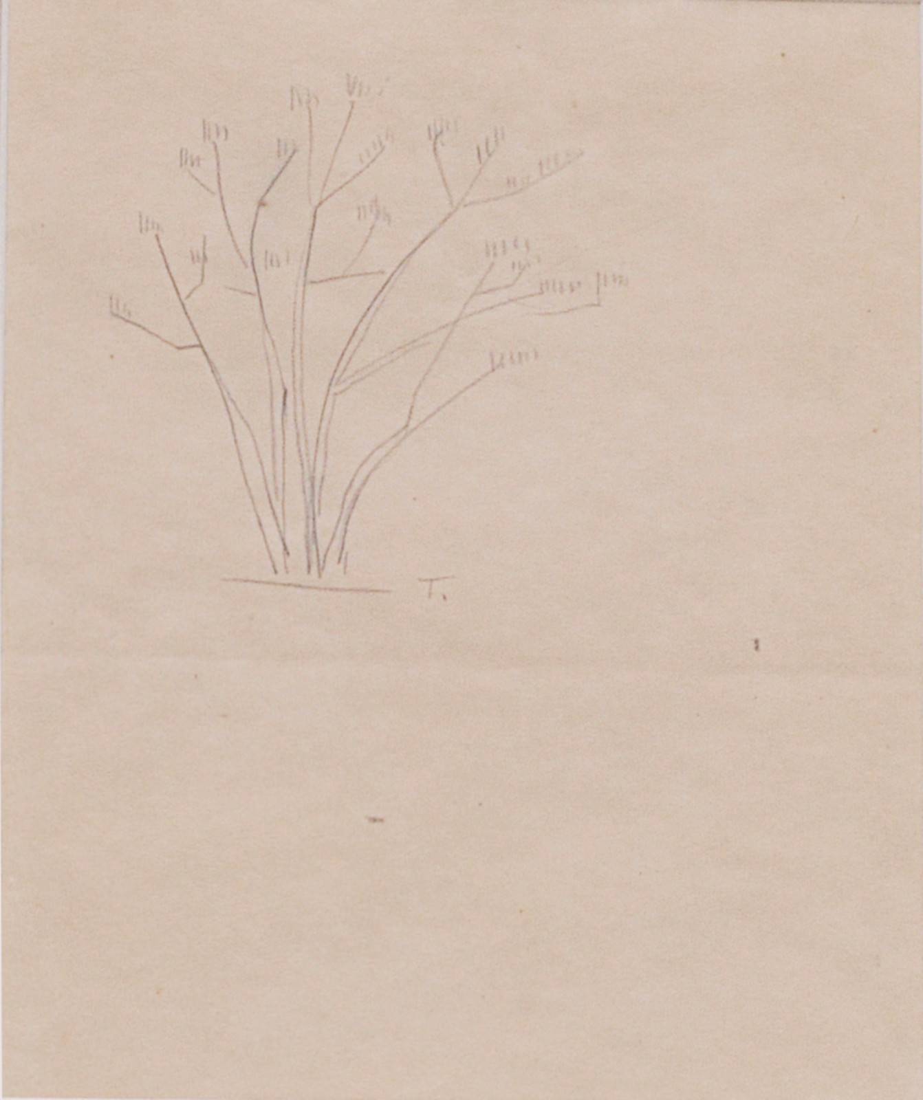 Tarsila do Amaral (1886-1973), Arbusto - foto 1 de 4