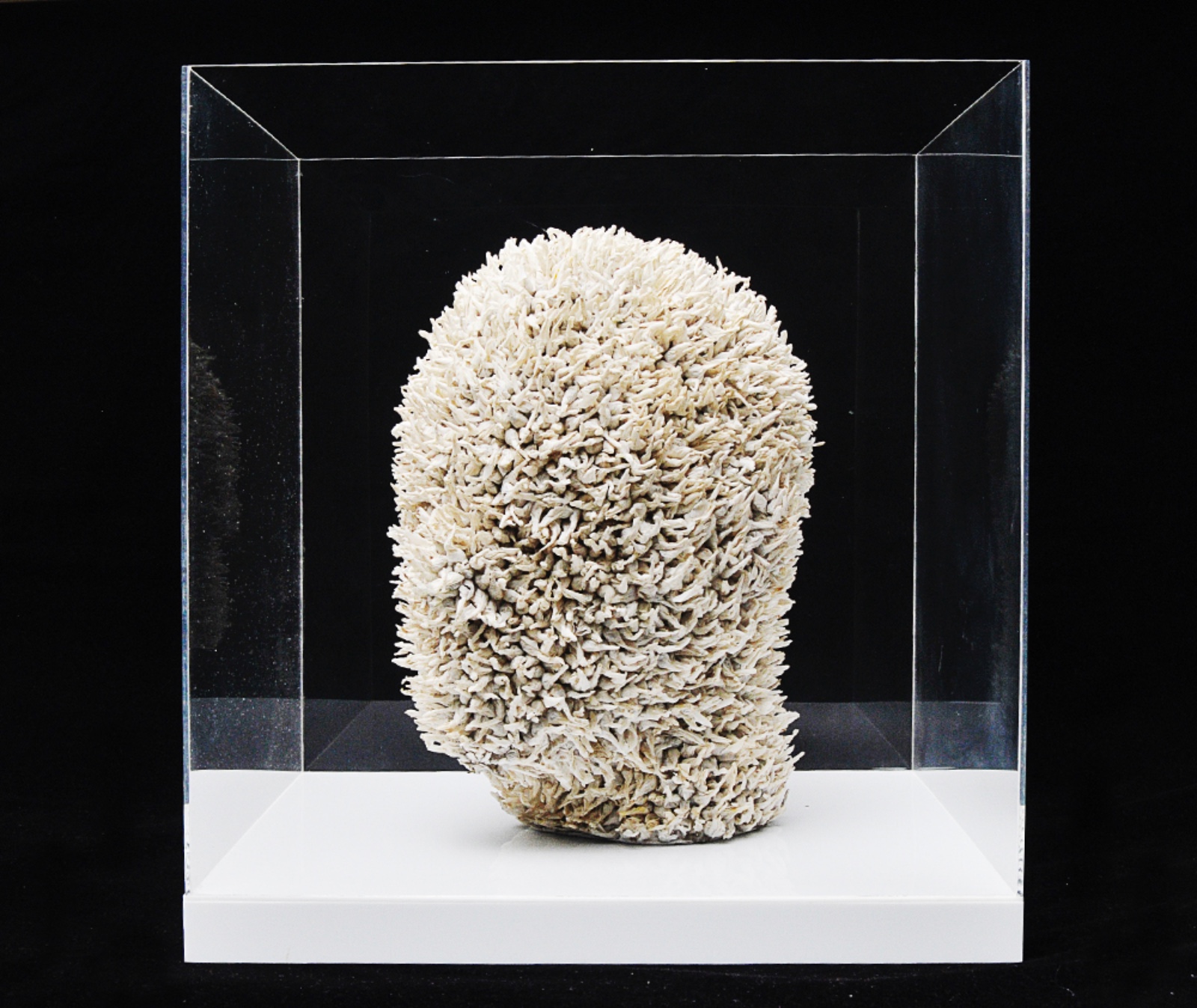 Felipe Barbosa (1978), Cabeça quente, 2000 - foto 1 de 9